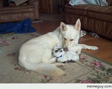 Dog loves baby goat