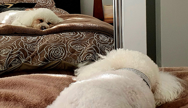 Dog loves staring at himself in the mirror