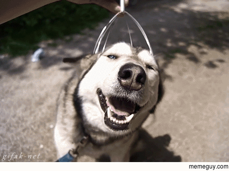 dog-loves-when-his-owner-uses-the-headscratcher-245642.gif