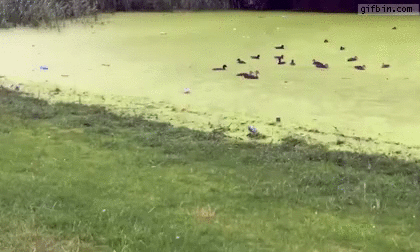 Dog Mistakes Pond for Grass