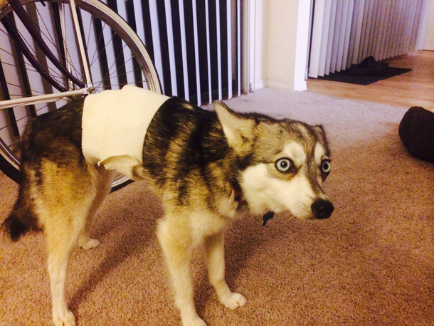 Dog needed a bandage so she wouldnt lick her stitches She didnt move from this position for  minutes