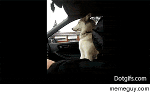Dog needs to hold hands while driving