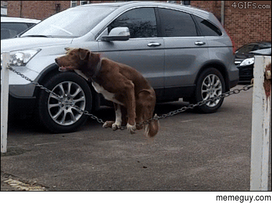 Dog on a chain