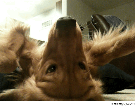 Dog on back Amazing balancing act
