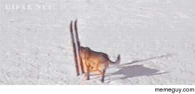 Dog on skis 