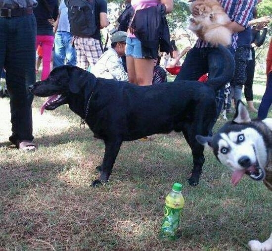 Dog photobomb