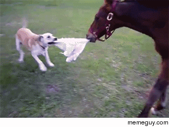 Dog playing with a horse 