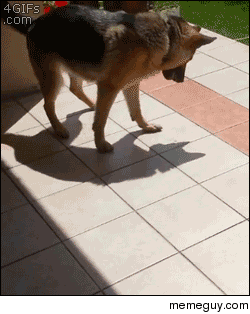Dog plays with shadow 