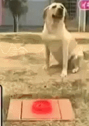 Dog Prank