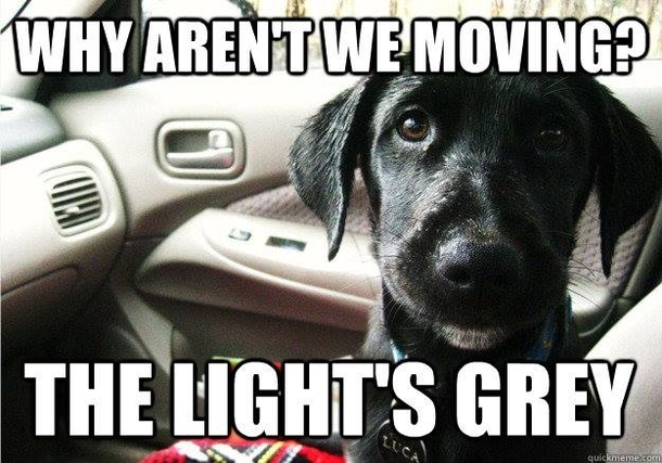 Dog Problems
