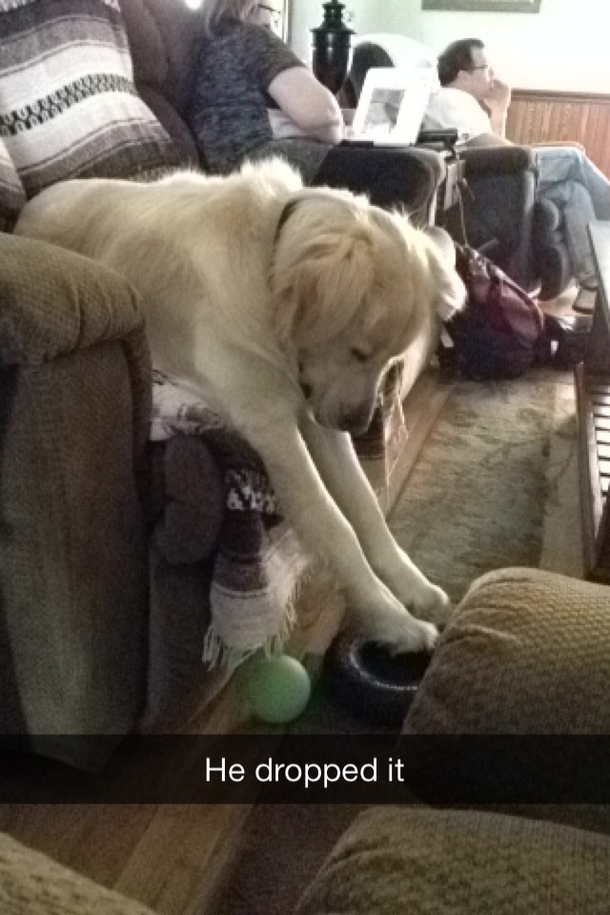 Dog Problems
