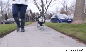 Dog runs for the first time in his life thanks to his D-printed legs