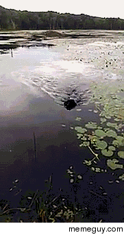 Dog saves baby bird in lake