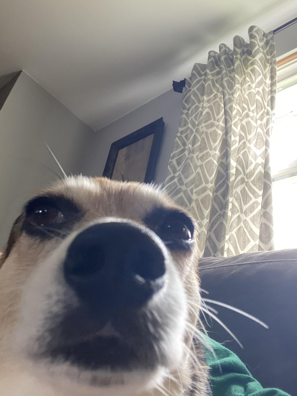 Dog selfie