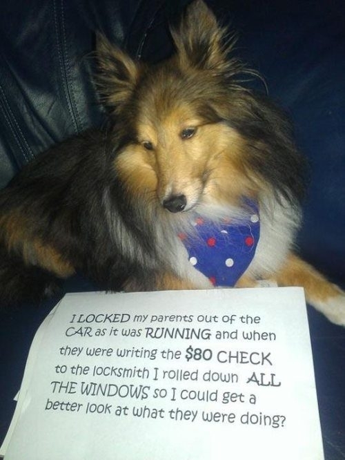 Dog shaming