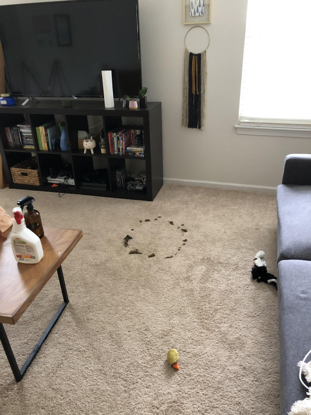 Dog shit in perfect circle