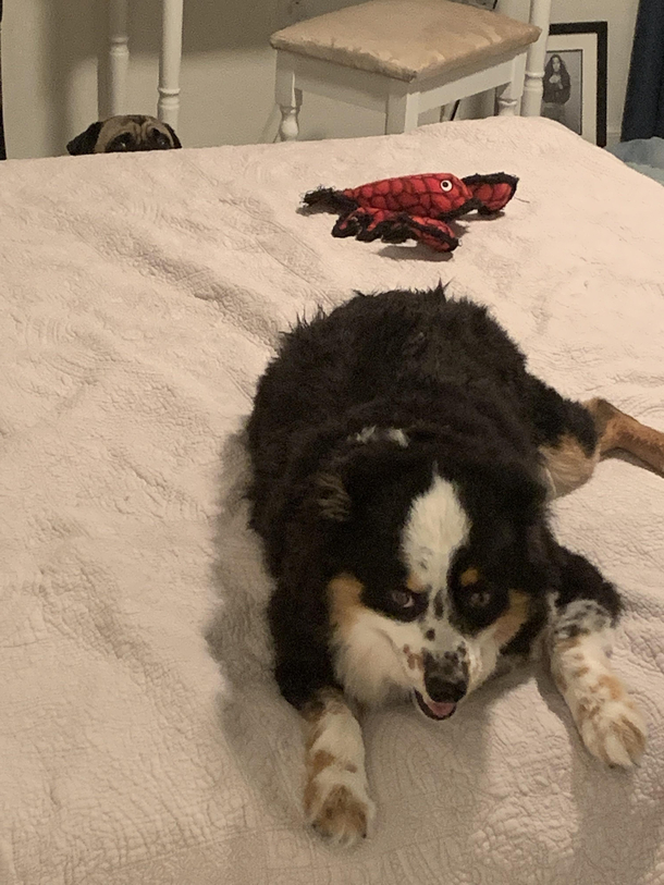 Dog sitting my dads pug My dog on bed has been a jealous nightmare Give this pic your best caption
