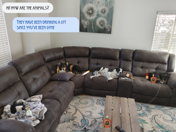 Dog sitting this weekend I was asked how they were doing So I sent her this