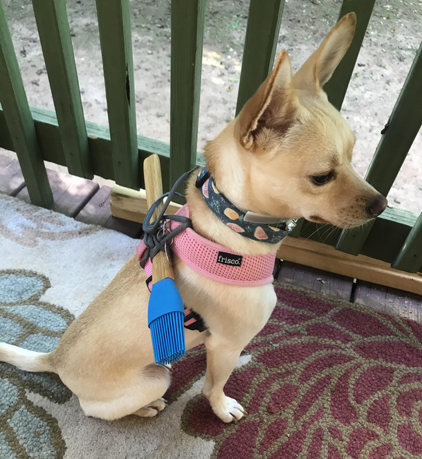 Dog small enough to fit through the gaps in your picket fence Not anymore