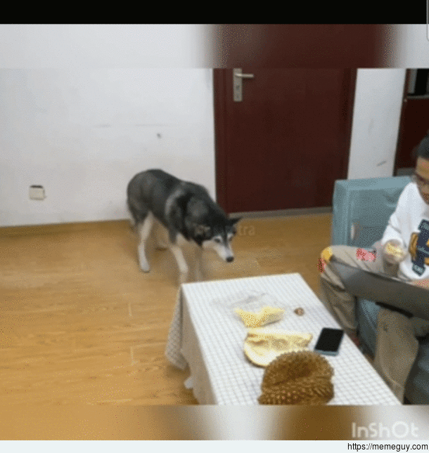 Dog smells stinky fruit durian