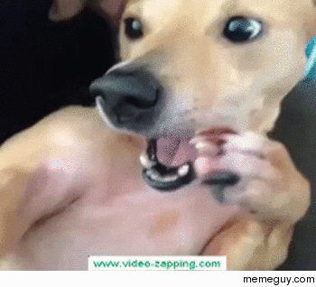 Dog sneeze