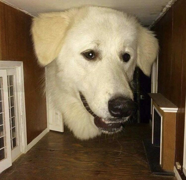 Dog sticking his head in a dollhouse