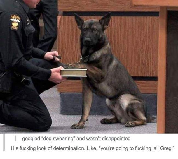 Dog swearing