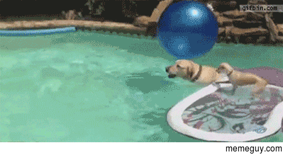 Dog swims her baby across pool
