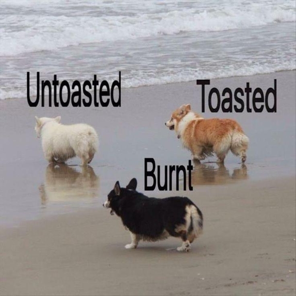 Dog toast