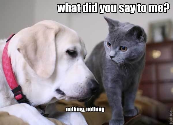 Dog tried to tell kitty that hes not the boss