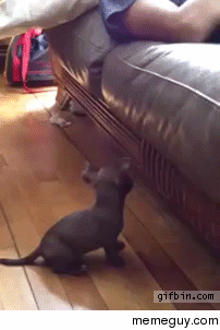 Dog tries to climb on a couch