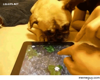 Dog tries to drink water from an iPad