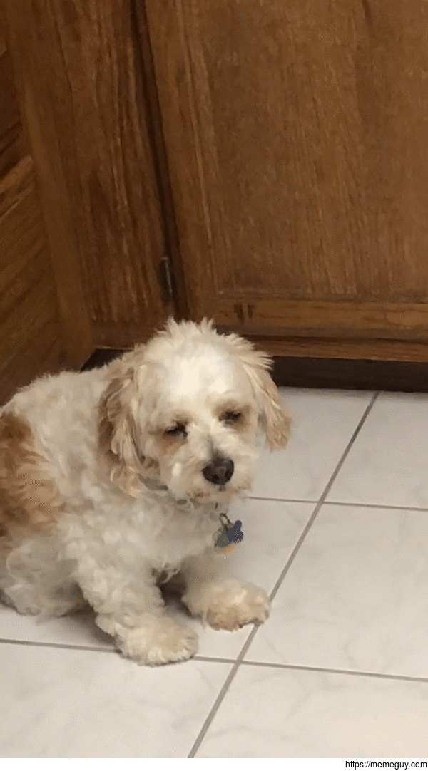 Dog tries to stay up past bedtime after smelling marinading steak