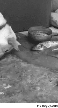 Dog trying to save a fish
