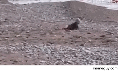 Dog trying to save baby from getting too close to sea