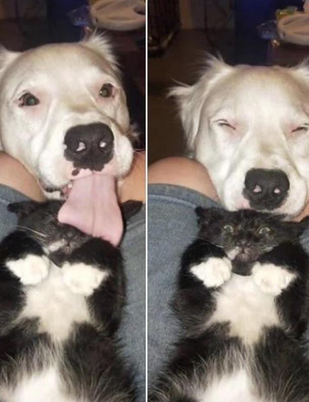 Dog used lick