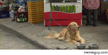 Dog vs Wind