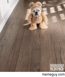 dog walking like human kid