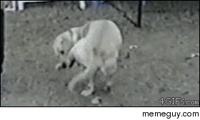 Dog walks leg