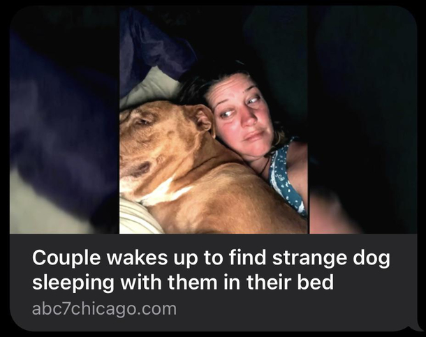 Dog wandered  miles from home and jumped in bed with his new family