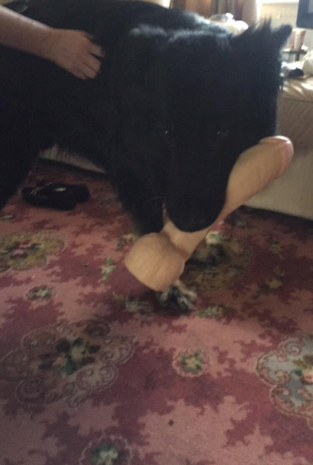 Dog went looking for a toy found one