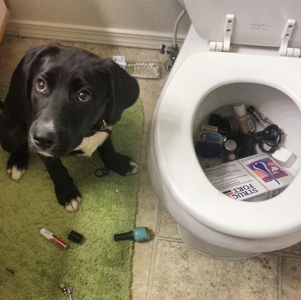 Dog why do you do this