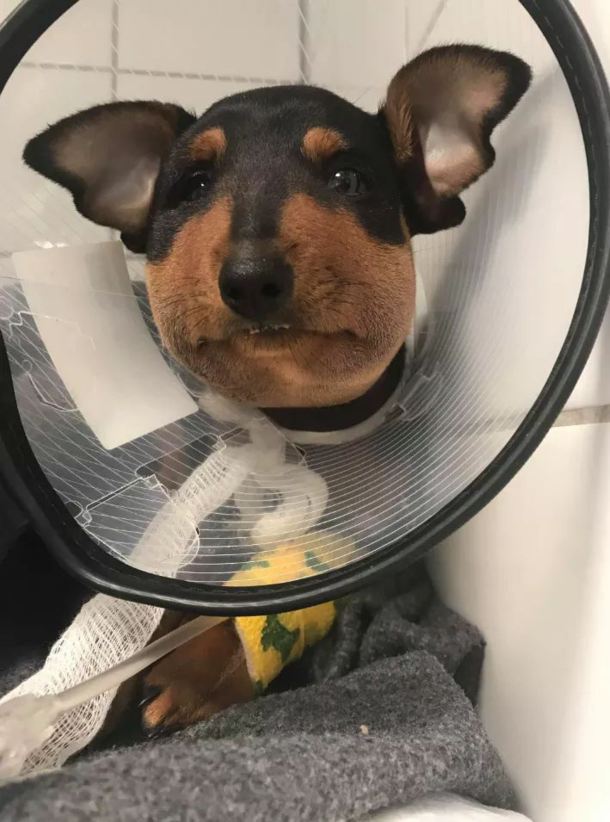 Dog with a swollen face