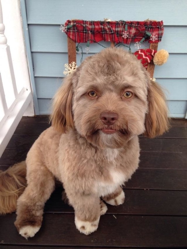 Dog with an incredibly human face freaks the internet