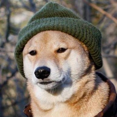 Doge after  month in Russia