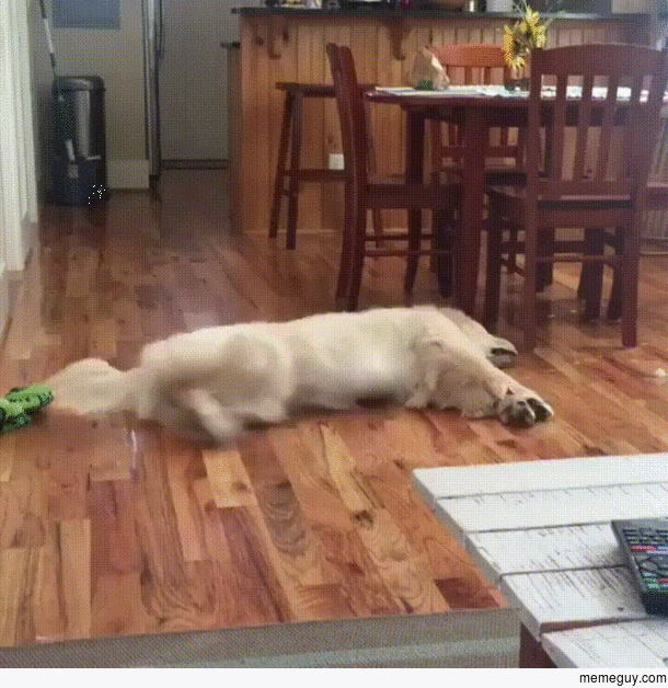 Dogexe has stopped working