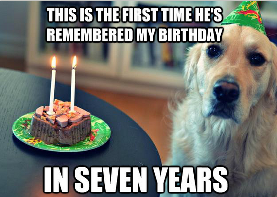 Doggie birthdays