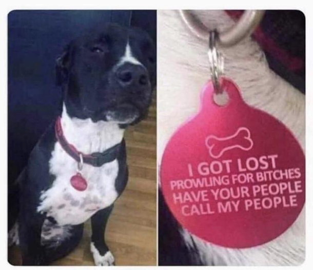 Doggie Pimp