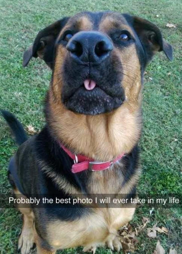 Doggo 