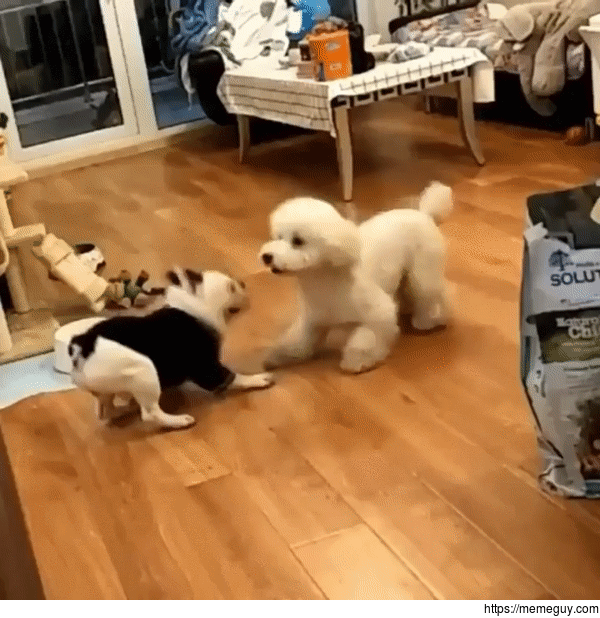 Doggo dance off